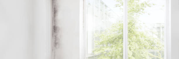 Best Airborne Mold Testing  in Mount Angel, OR