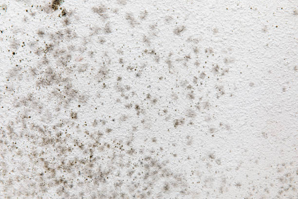 Best Mold-Related Health Consultation  in Mount Angel, OR