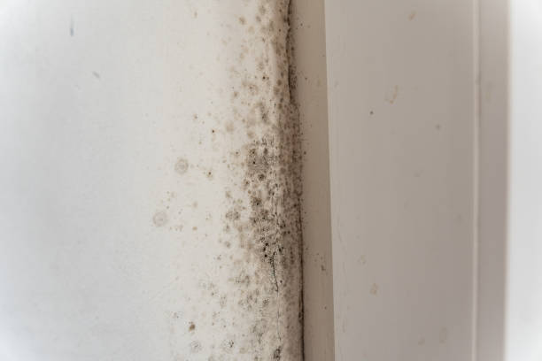 Best Post-Remediation Verification Testing  in Mount Angel, OR
